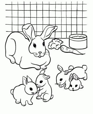 04-pet-rabbit-004